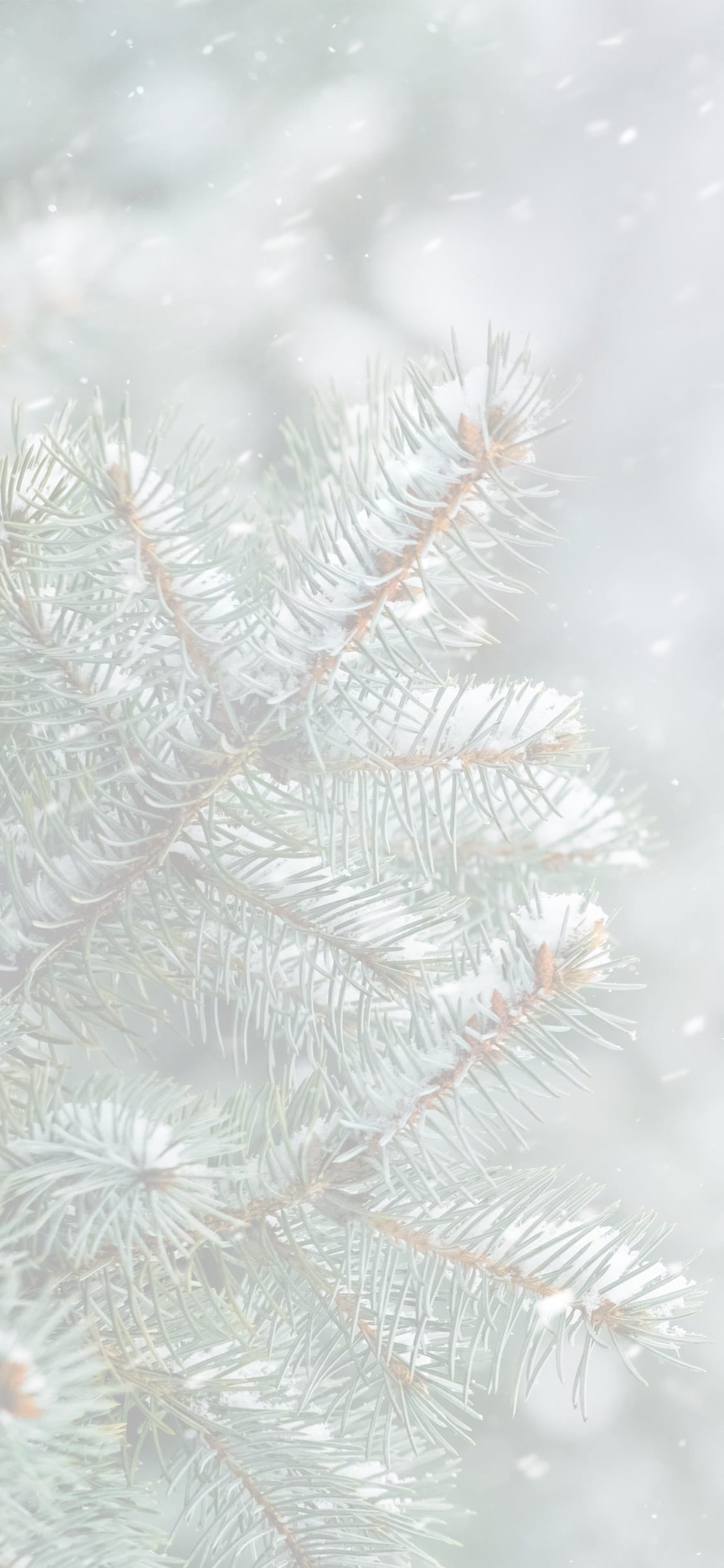 Join Our VIP Club Today Mobile