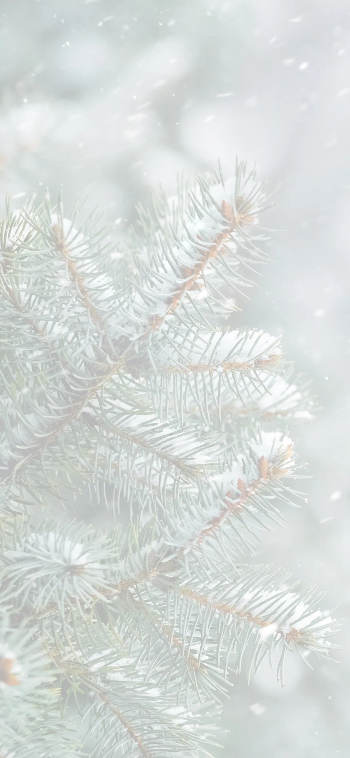 Join Our VIP Club Today Mobile